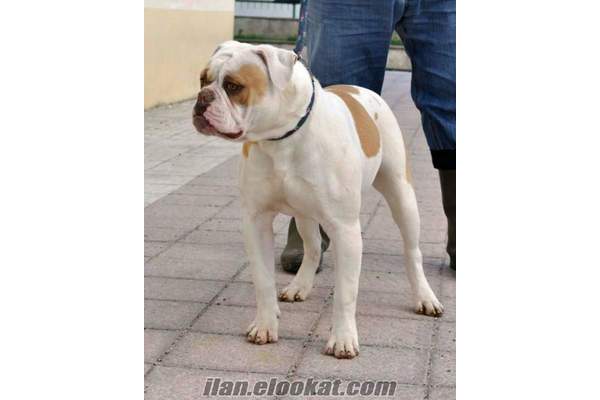 amerikan bulldog yavruları