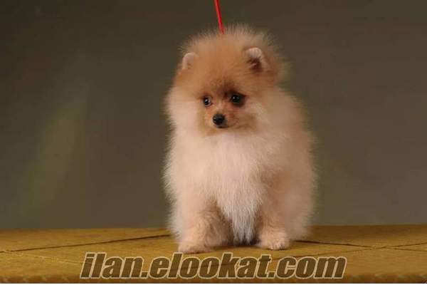 pomeranıan boo yavruları