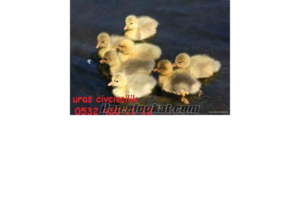 satlık günlük ve 1haftalık yemli pekin ördeği