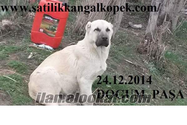 Sivas kangal yavrusu satışı fiyatları ve sahiplendirme