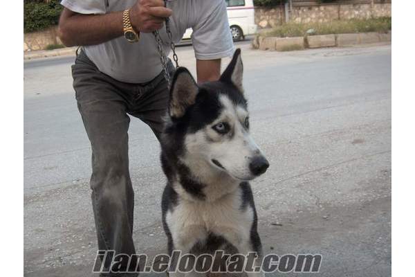 KÖPEK EGİTİMİ KÖPEK BAKIMI KARACADOG
