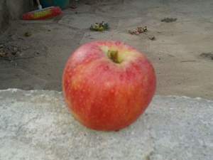 elma kurusu susurlukda sahıbınden satılık 75 donum cok urunlu faal cıftlık ısletmesı