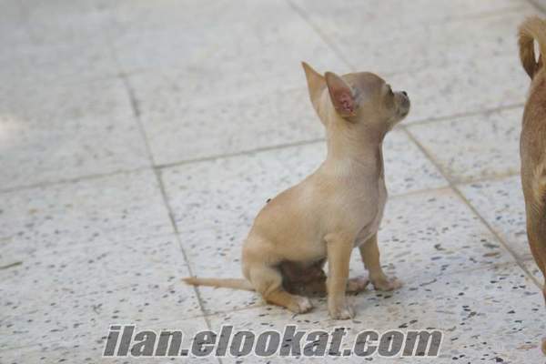 CHIHUAHUA (ŞİVAVA)YAVRULARI ANKARA'DA SAHİBİNDEN SATILIK