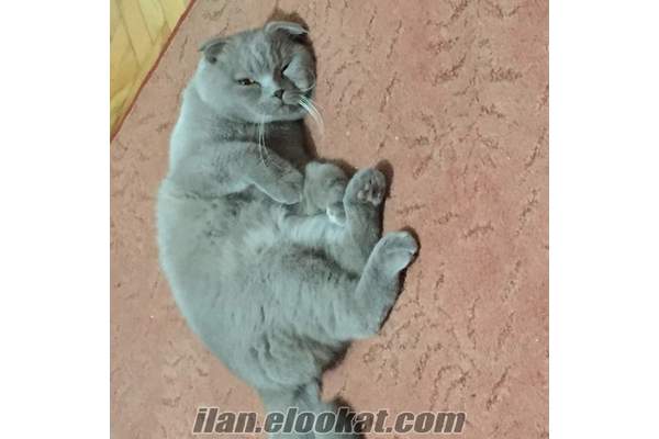 İstanbul Şişli scottish fold