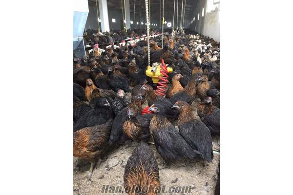 Yumurta tavuğu ataks lohman Brown Yarka