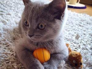 satılık kedi ankara ankaraya özel şok fiyatla safkan british shorthair yavruları