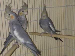 papağan kuşları yavru sultan papağanı ev yavrusu ısırma yok çok sağlıklı