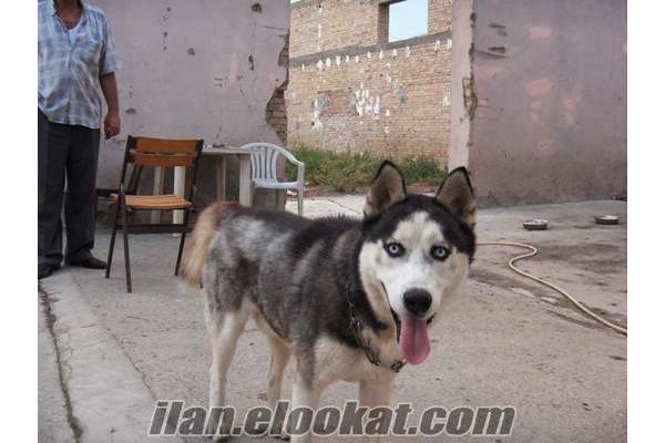 KÖPEK OTELI KÖPEK PANSIYONU ADANA.