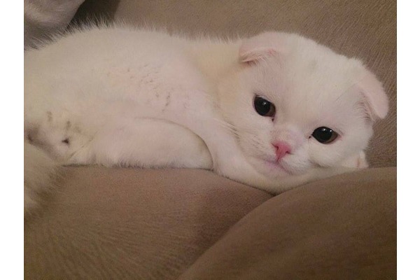 Scottish fold Dişi ve Erkek kedi