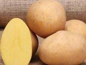 Marabel Patates Tohumu