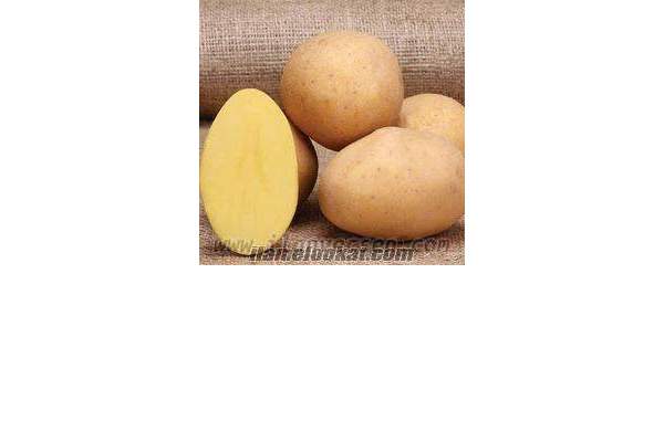 Marabel Patates Tohumu