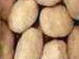 satılık patates tohumu Agria Patates Tohumu