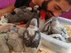 kuş yakalama ağı el beslemesi bebek jako papağanlar
