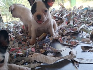 bursa ev ilanları french bulldog yavrusu