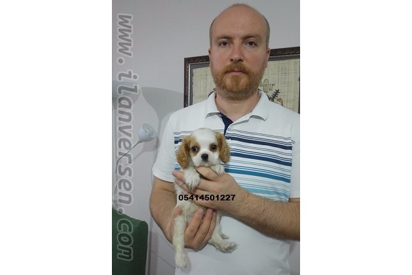 SATILIK CAVALİER KİNG CHARLES YAVRULARI