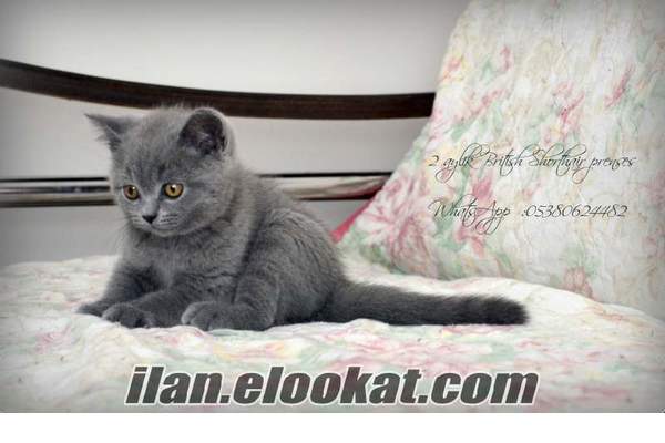 british çoook bakımlı
