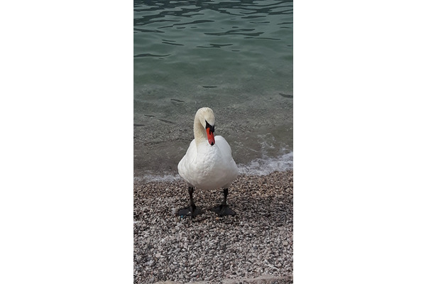 Gülbahçe Mah. hayvanlar fiyatları