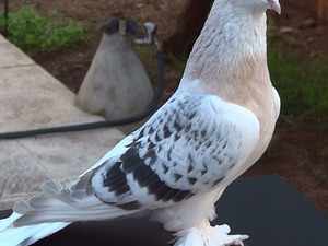 satılık beyaz güvercinler Çakıl Mah. hayvanlar ilanı ver