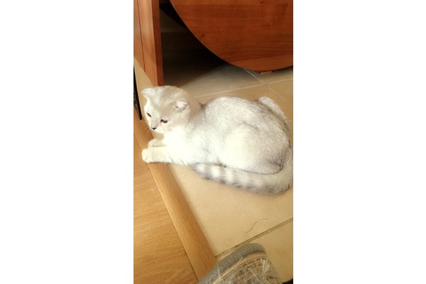 Zeytinlik Mah. kedi fiyatları