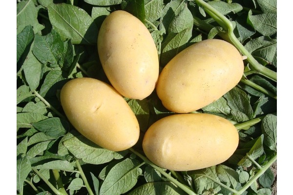 KUMPİRCİLERE ÖZEL KUMPİRLİK PATATES