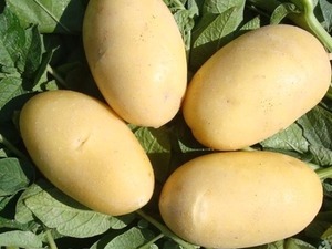sertifikalı patates tohumu PATATES TOHUMU SATIYORUZ