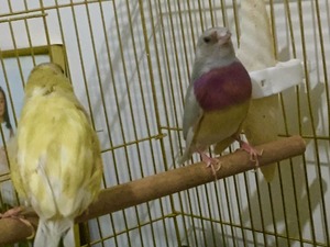  Dişi ve Erkek Finch kuşu Mamak