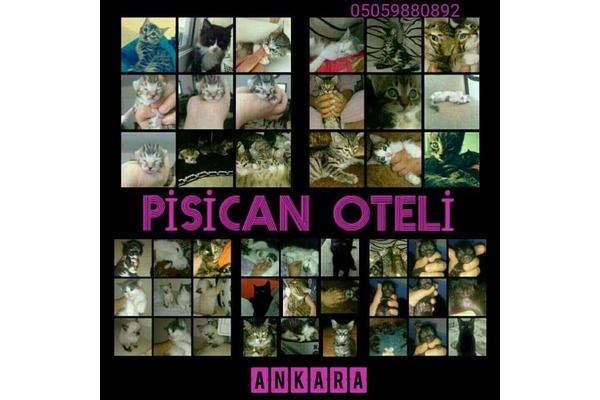 Malazgirt Mah. kedi ilanı ver