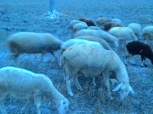 satılık damızlık koyunlar Büyükkarıştıran Bld. hayvanlar ilanı