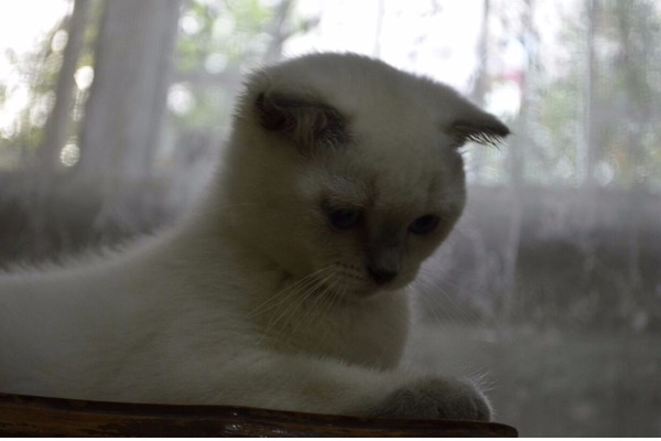 British shorthair 0-3 Aylık Şehremini Mah.