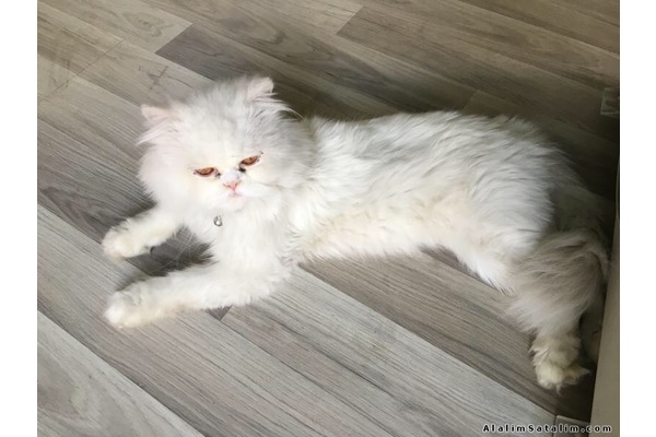 Çarşı Mah. kedi ilanları