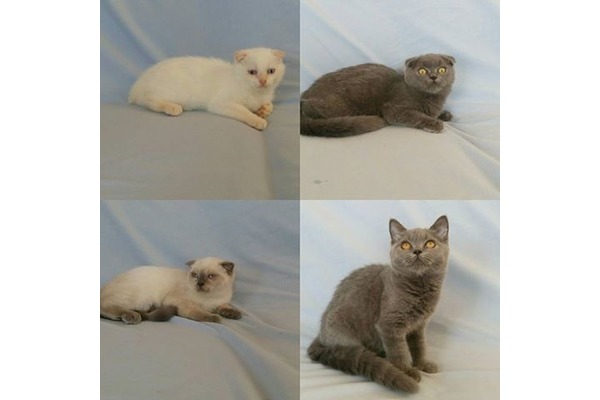 Sakarya Mah. kedi fiyatları