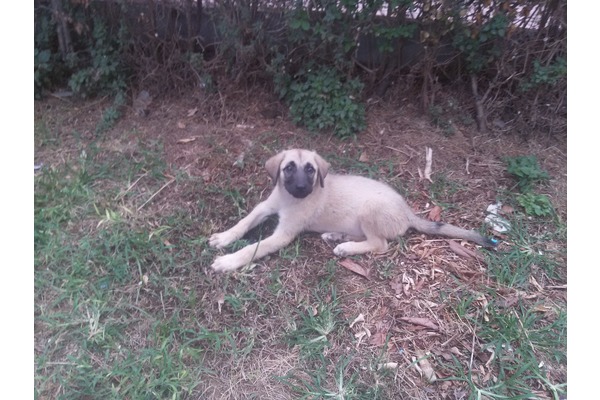 Antalya Meltem Kayıp Kangal