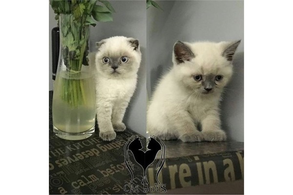 kedi Scottish fold fiyatları