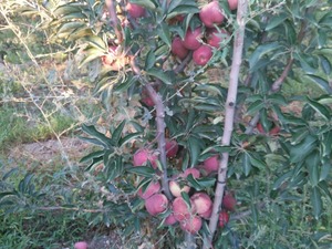  Bahçede toplanmamiş ve elma