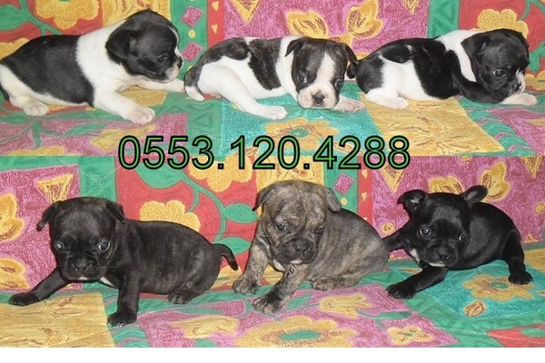 Dişi ve Erkek köpek Gürpınar Mah.