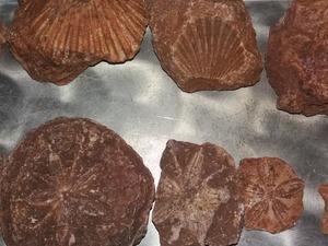  fosil deniz kestanesi deniz kabuğu f