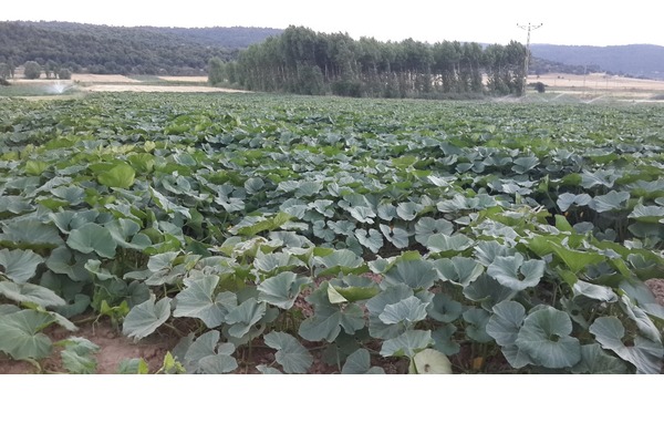 Bal kabağı Bozüyükte tarlada 33 dekar 1. Kalite Satılık dilimli