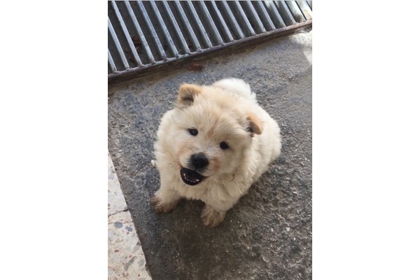 Chow Chow Dişi Küçükyalı Mah.