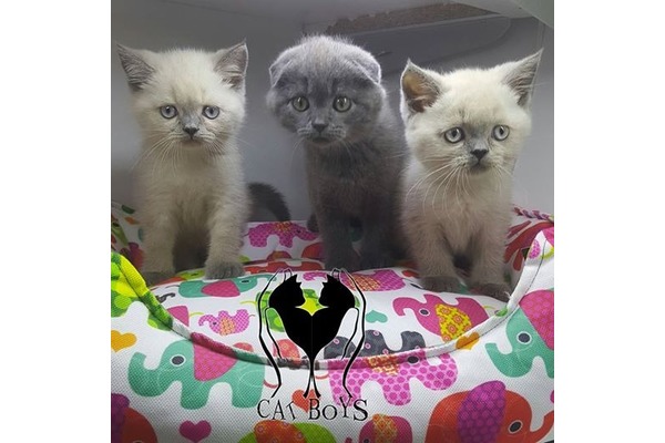 Aşılı Scottish fold
