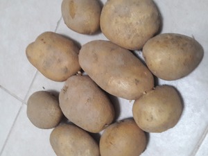  0 agria patates