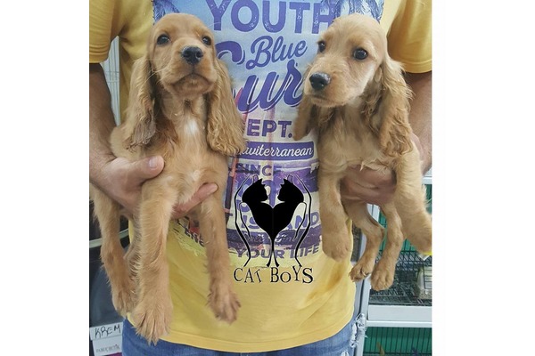 köpek American coccer fiyatları