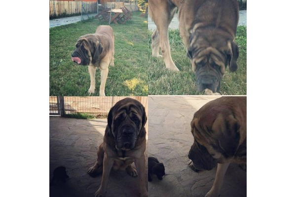Diğer köpek ırkı ad_hayvan_kimlere_uygun