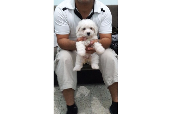 Dişi köpek Hacı Yusuf Mah.