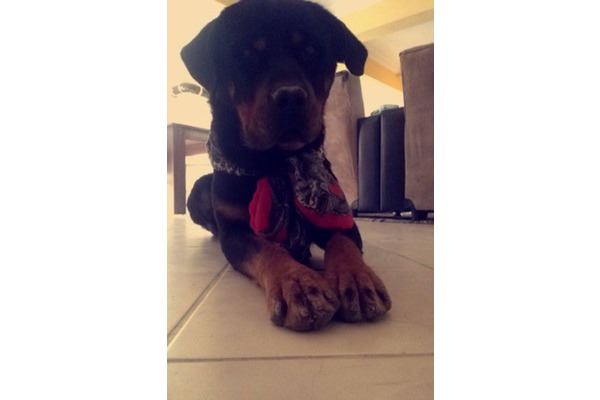 yaş 6 köpek Alacamescit Mah.