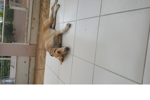 Satılık av köpeği