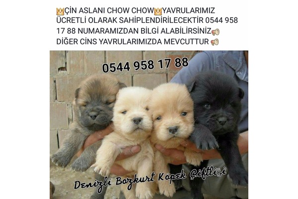 French Bulldog yavrularım satılıktır