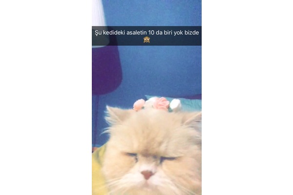 Dişi kedi Şirinevler Mah.