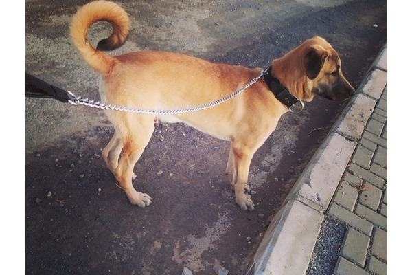 Aşılı Kangal