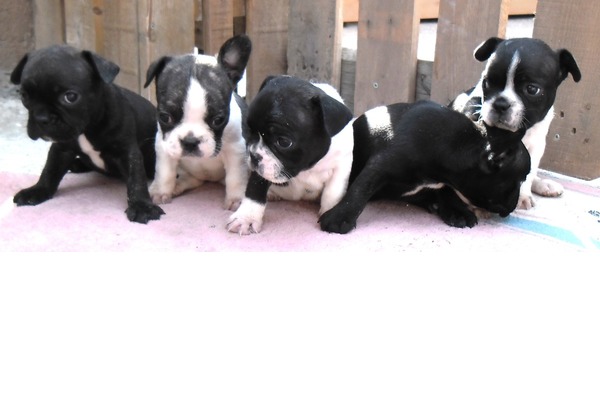 French bulldog yaş 0-3 Aylık