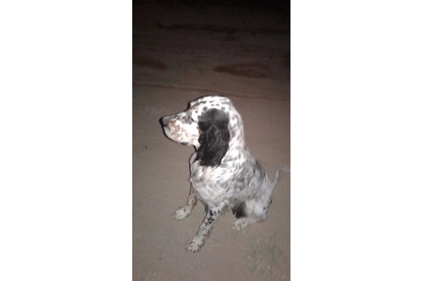 Diğer köpek ırkı köpek Enez